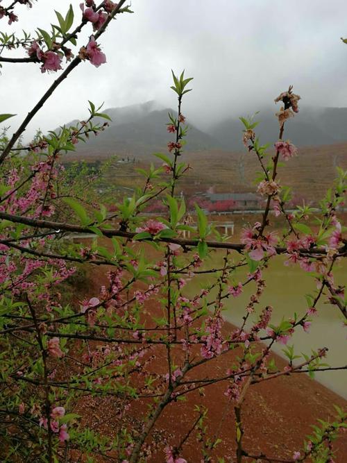 桃花盛开的时候一湘乡赏桃花之行
